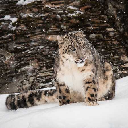 Snow leopards spotted in Qilian Mountain National Park - CGTN