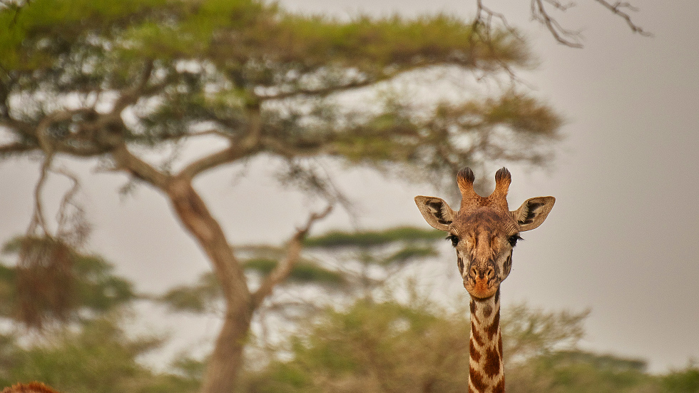 Gentle giraffes threatened with 'silent extinction'