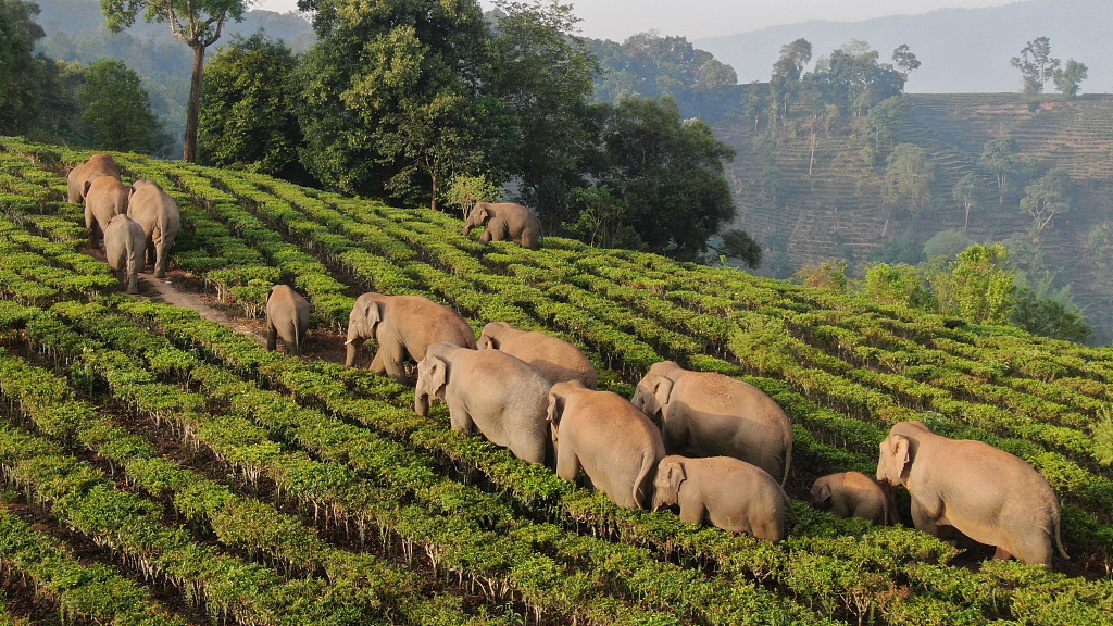 Wild elephants roam around village in SW China - CGTN