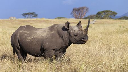 World's oldest female black rhino dies in Tanzania - CGTN