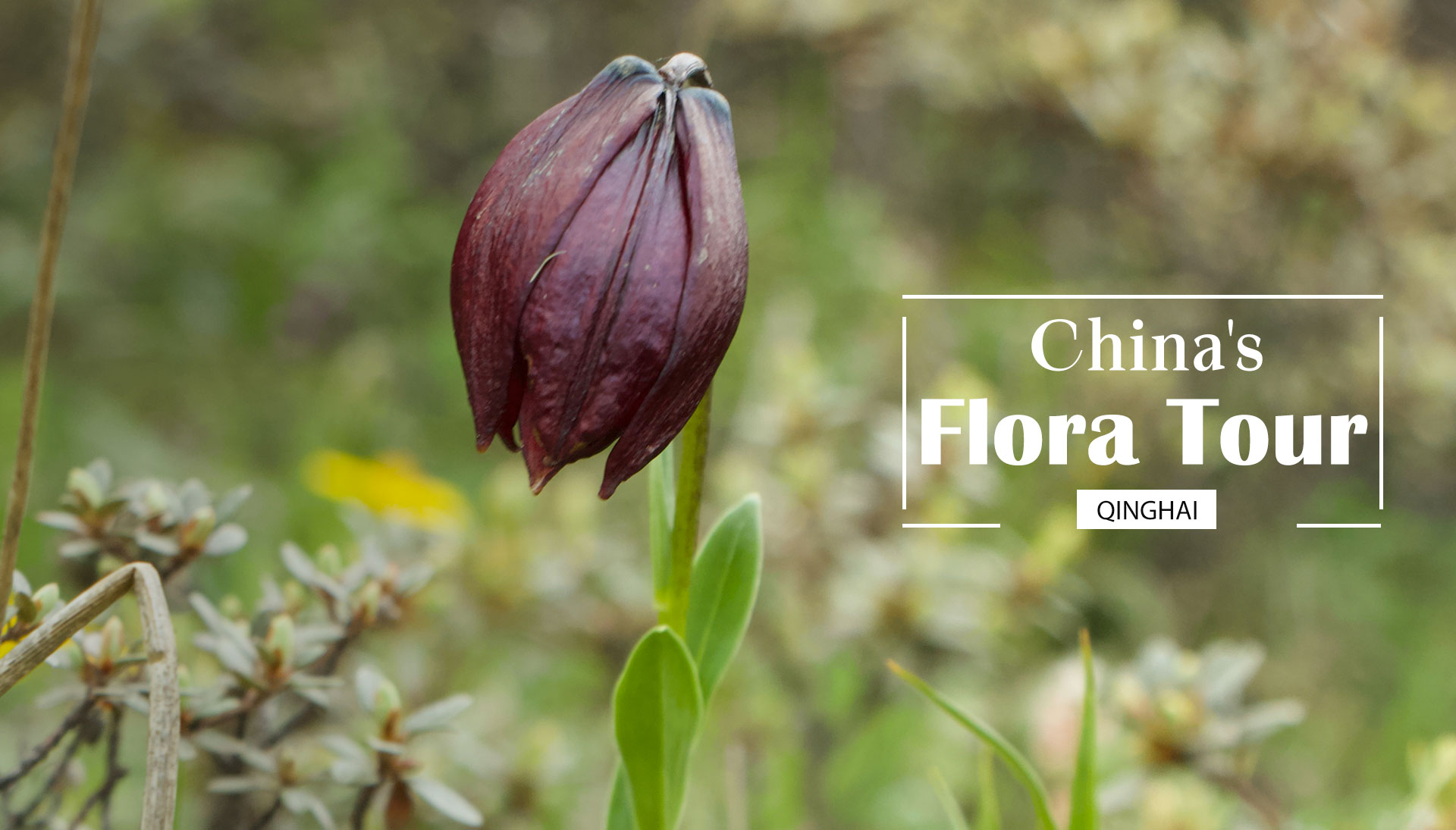 China's Flora Tour: A rare Chinese medicinal plant with dark color