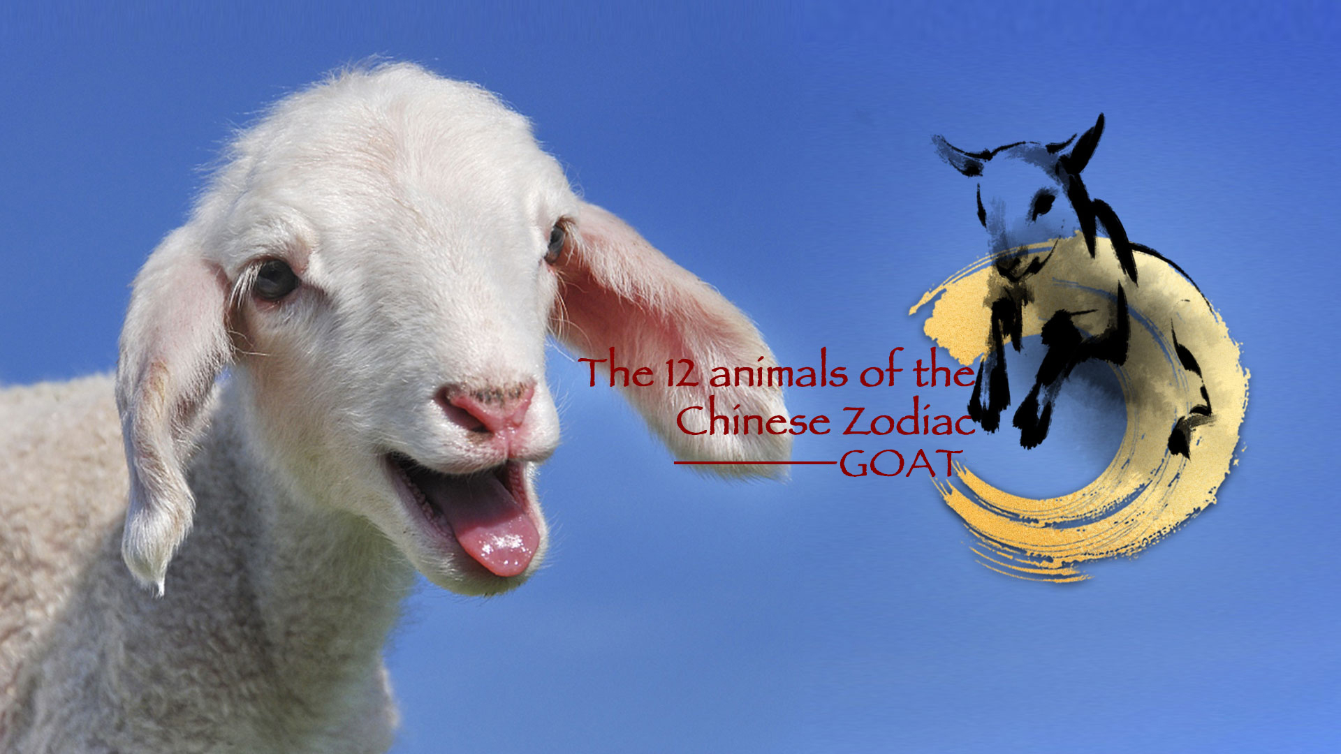 The 12 animals of the Chinese Zodiac: Goat - CGTN