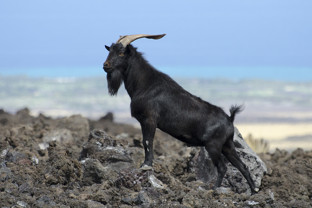 Goat Zodiac Wikipedia