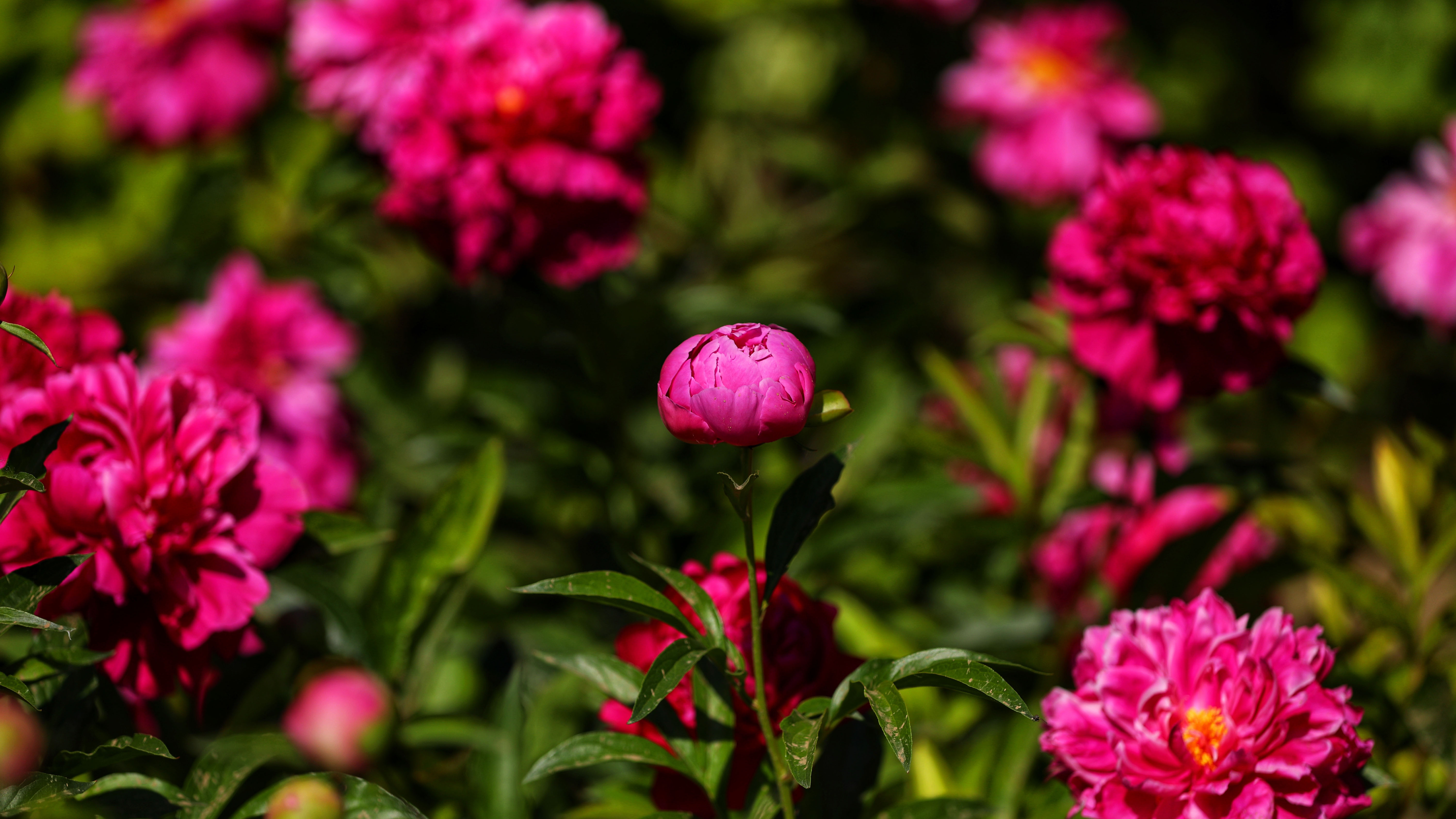 Chinese Peonies Decorate Ancient Park In Beijing Cgtn