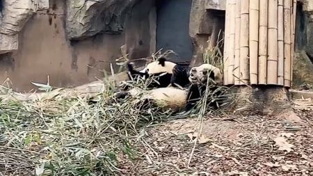 How did giant pandas react to the earthquake? - CGTN