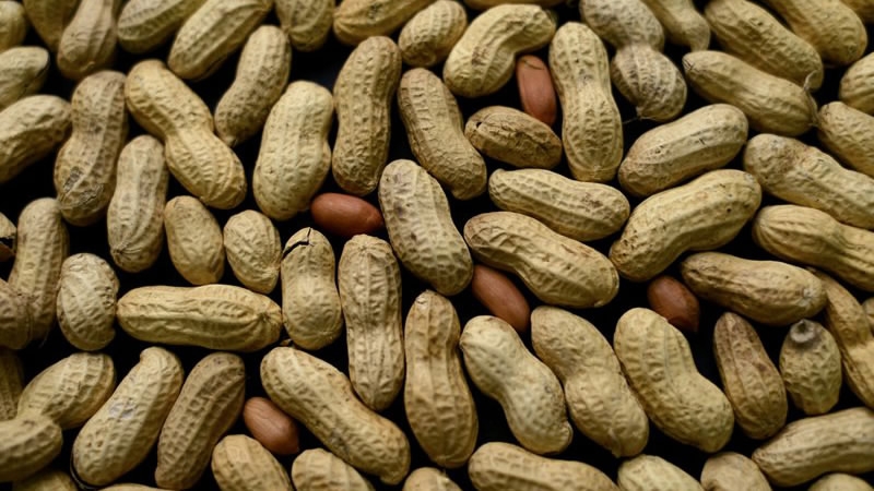 Preventive treatment for peanut allergies succeeds in study