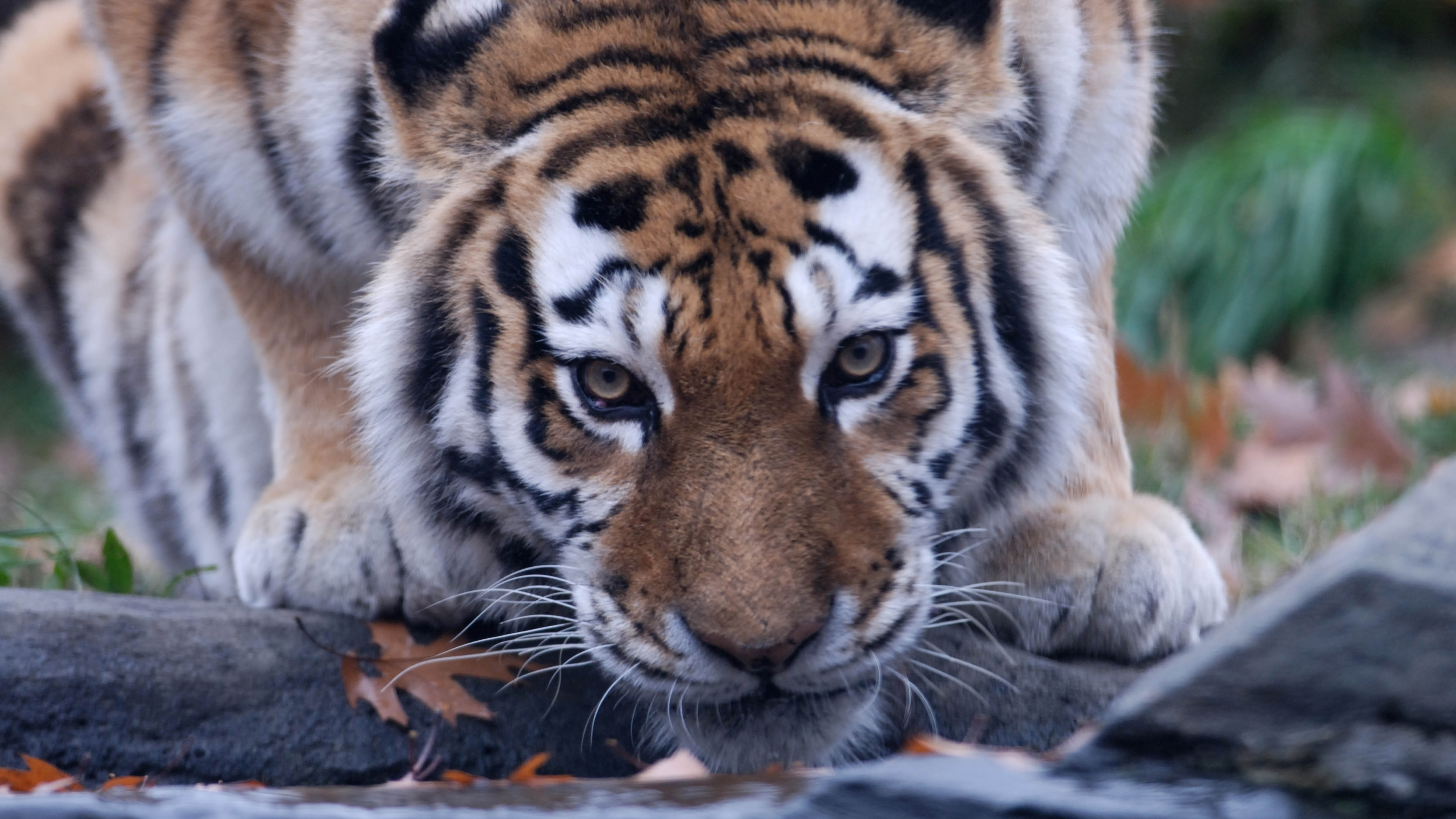 Tiger at NYC zoo tests positive for coronavirus - CGTN