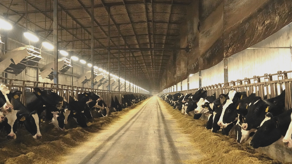 Feeding 14 Billion Inside Chinas Largest Dairy Farm Cgtn