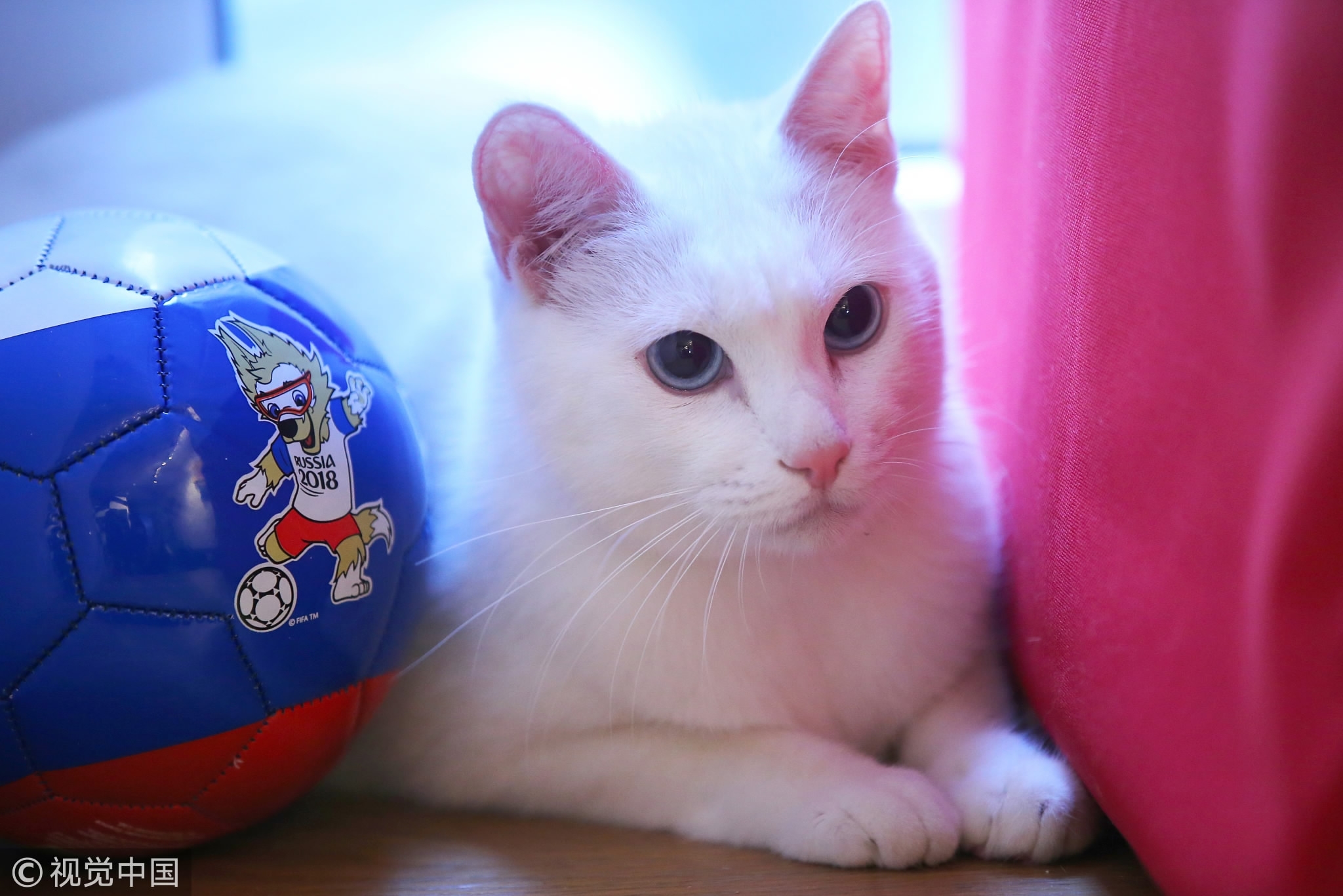 The Russian cat who will predict the World Cup results - CGTN