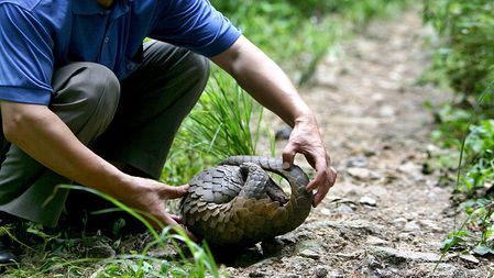 China's Legislative Commission revises the wildlife protection law - CGTN