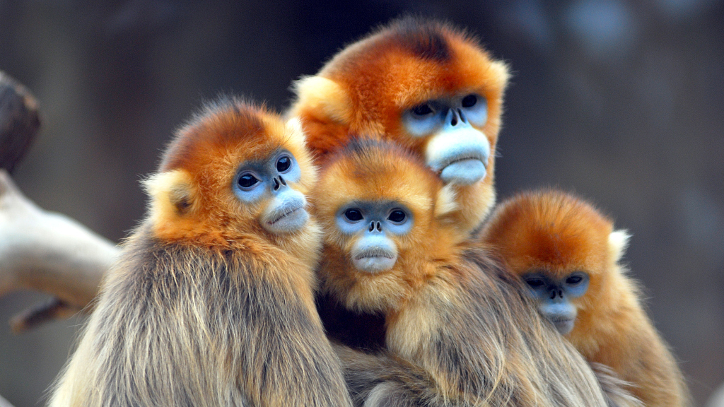 See the difference! Do you know China has three 'golden monkeys'? - CGTN