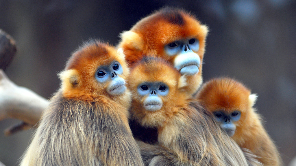 See The Difference Do You Know China Has Three golden Monkeys CGTN