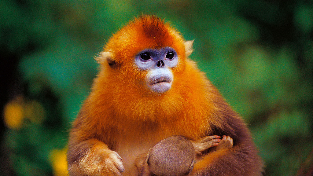 Blue Monkey Fingerling with Orange Hair - wide 4