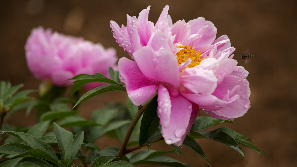 Chinese Peony In Full Bloom In Beijing Parks Cgtn