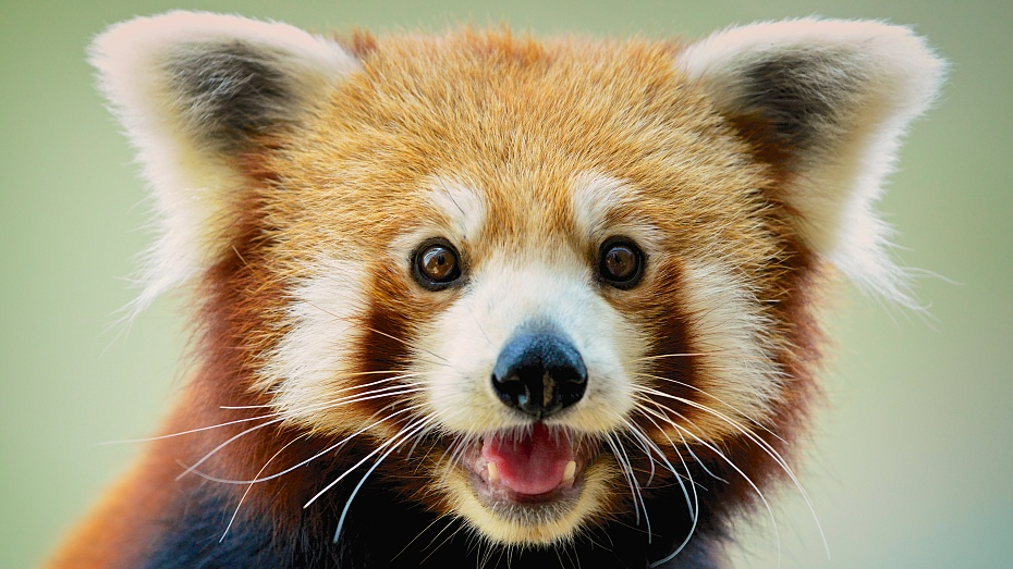 Kung Fu Panda Shifu Red Panda