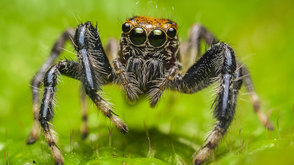 Amazon Rainforest Spiders