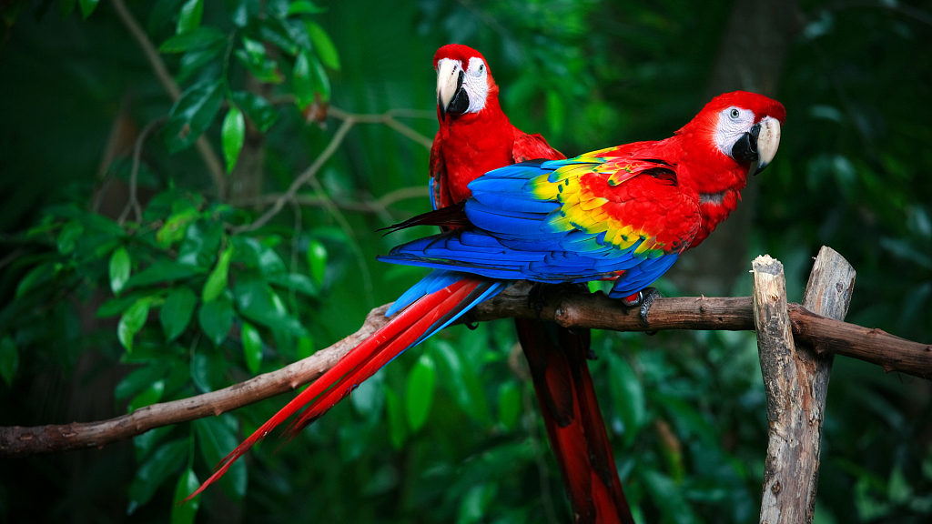 amazon rainforest macaw