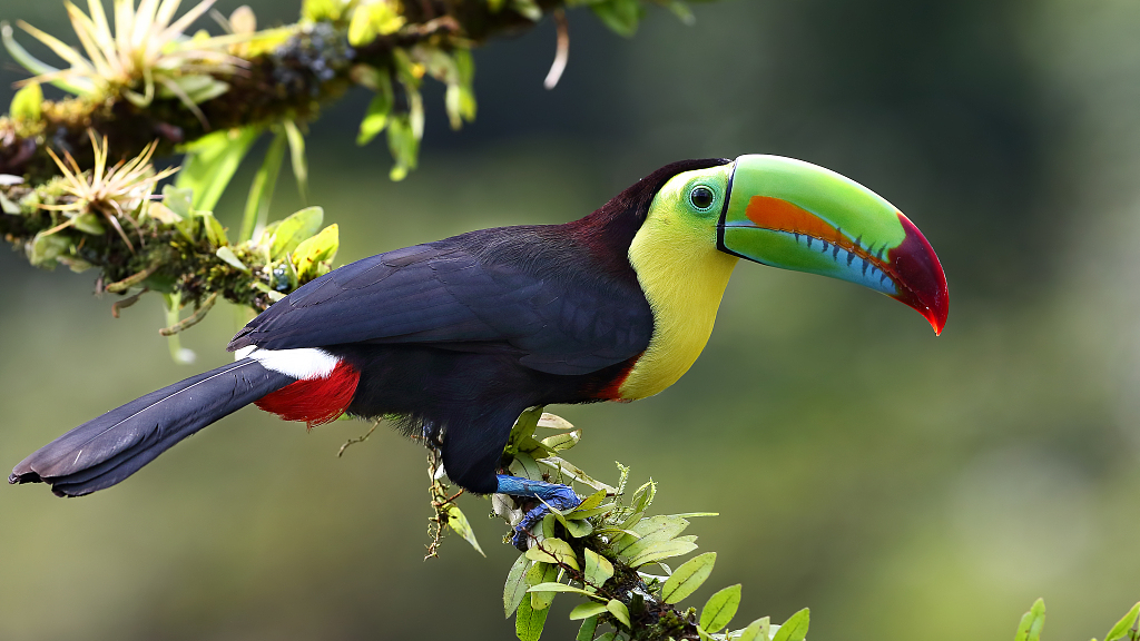 Cute Tropical Rainforest Birds