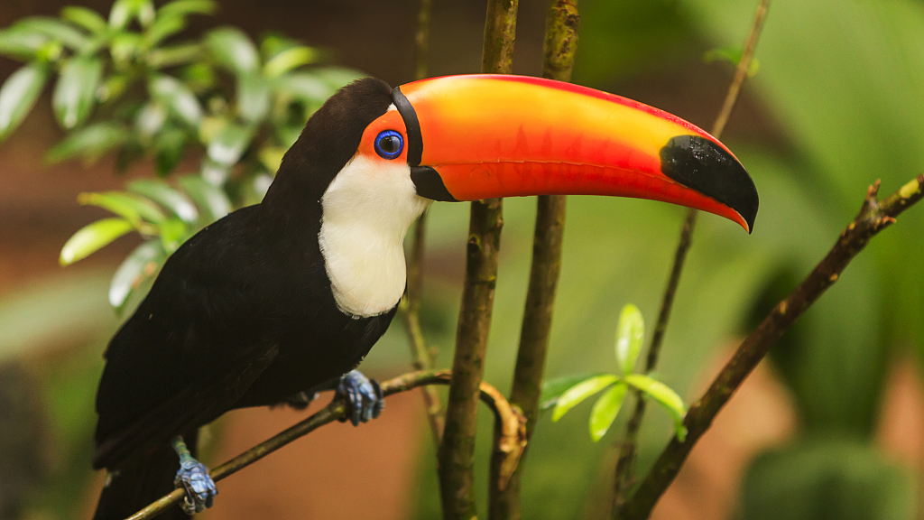 Exotic species in the Amazon rainforest – birds - CGTN