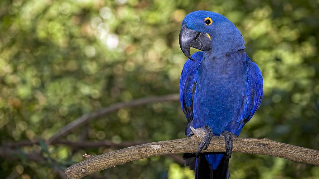 Tropical Rainforest Birds Names