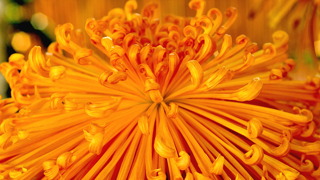 The Chrysanthemum Culture In Japan Beautiful Auspicious And Royal Cgtn