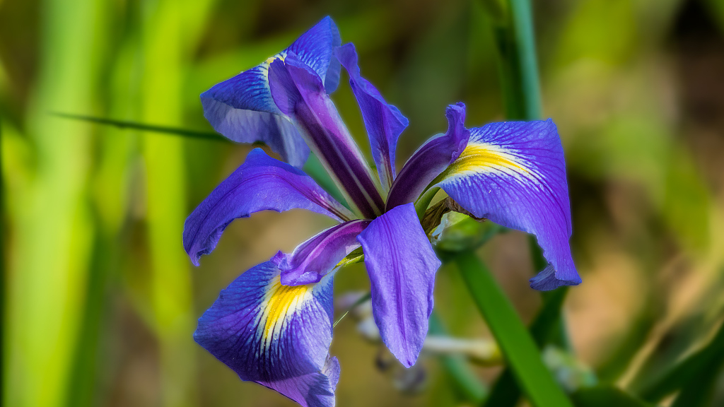 National Flower Lily Or Iris