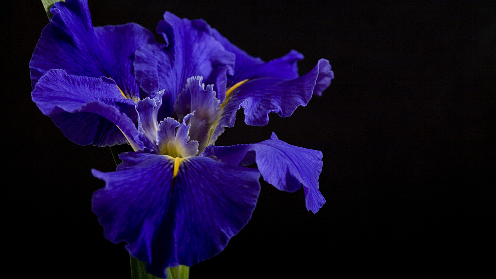 Le Bleuet De France, Realistic National Flower for Remembrance