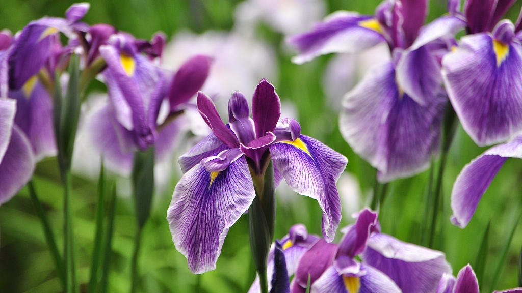 National Flower Lily Or Iris