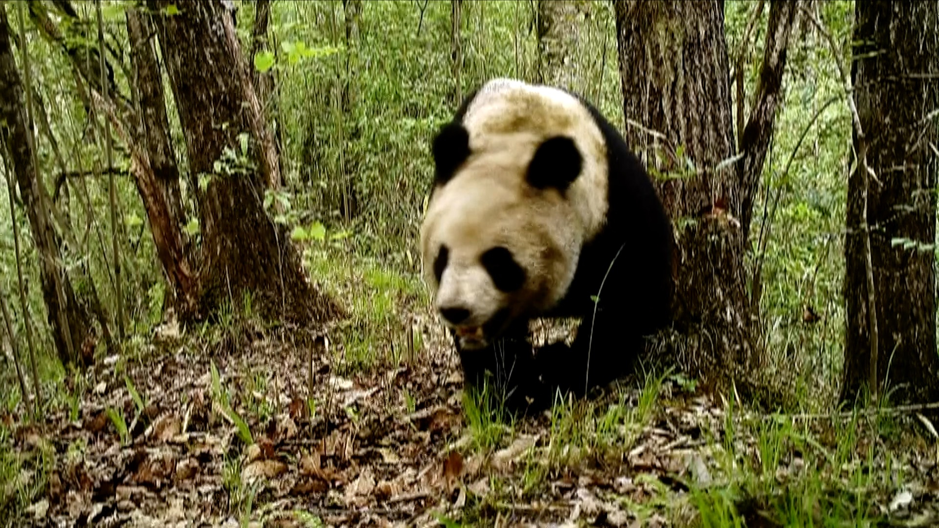 Rare wild animals captured on camera in NW China nature reserve - CGTN