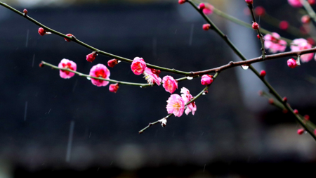 Spring has sprung: Plum blossoms bloom in parts of China - CGTN