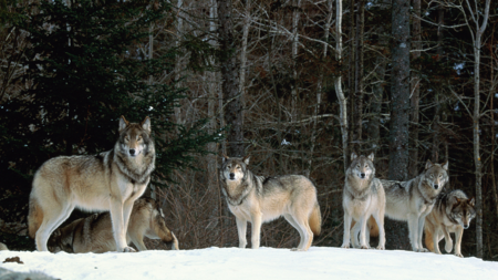 Rare scene of wolf pack in north China's virgin forest - CGTN