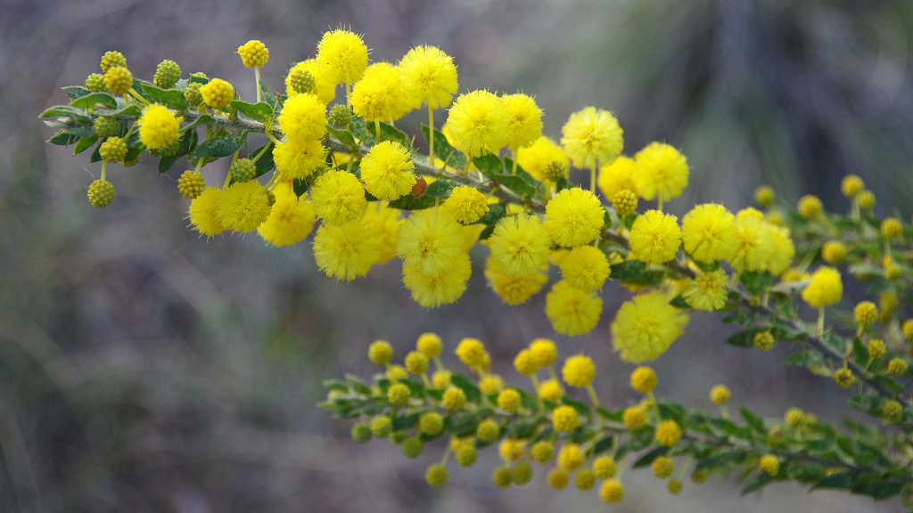 The Golden Flower Representing The Aussie Spirit Cgtn
