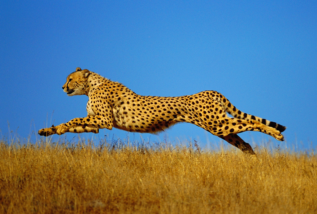 Cheetah Cheetah Evolution