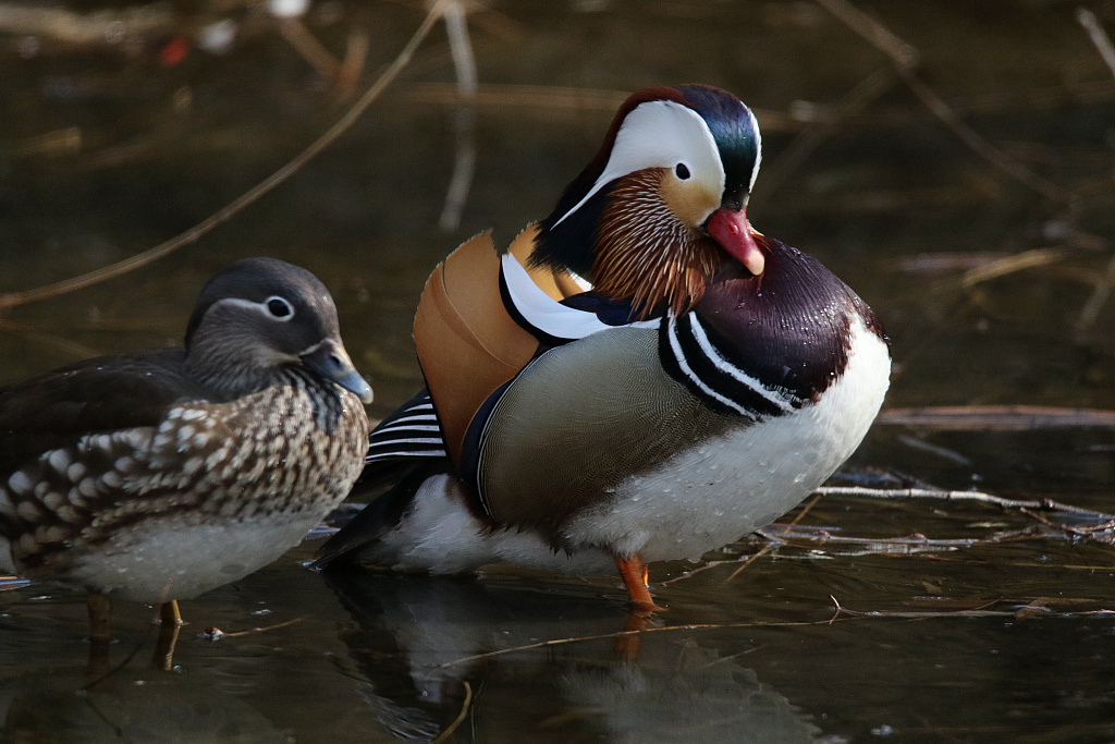 pair of mandarin ducks