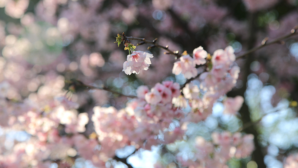 Cherry blossoms in full bloom across Chinese cities - CGTN