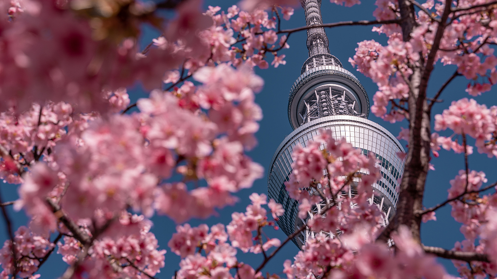 Cherry blossom season has started in Japan - CGTN