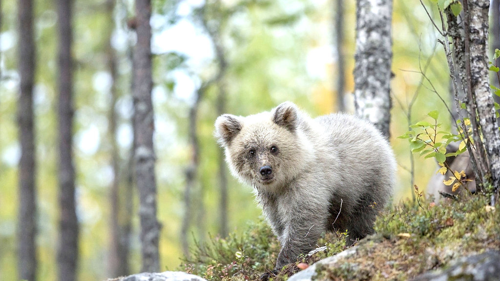 Not A Polar Bear White Brown Bear Cub Spotted In Finland Cgtn