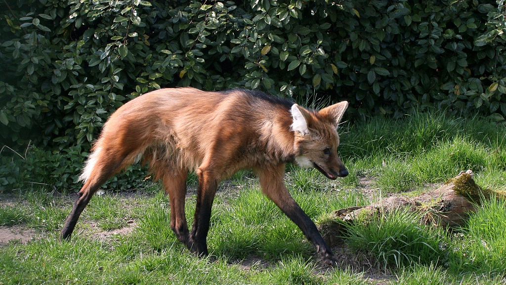 Fox Hybrid