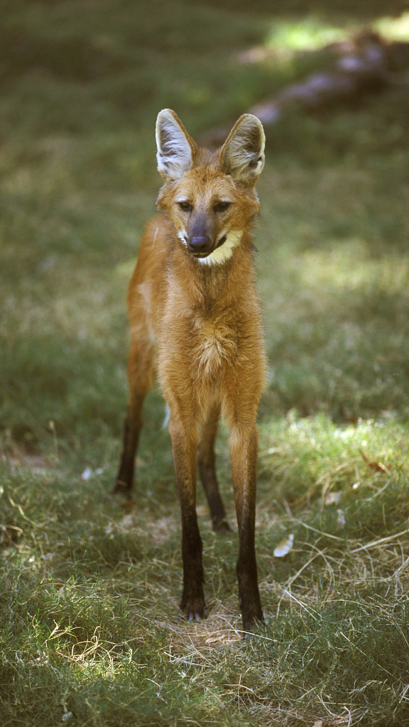 Long Legged Fox