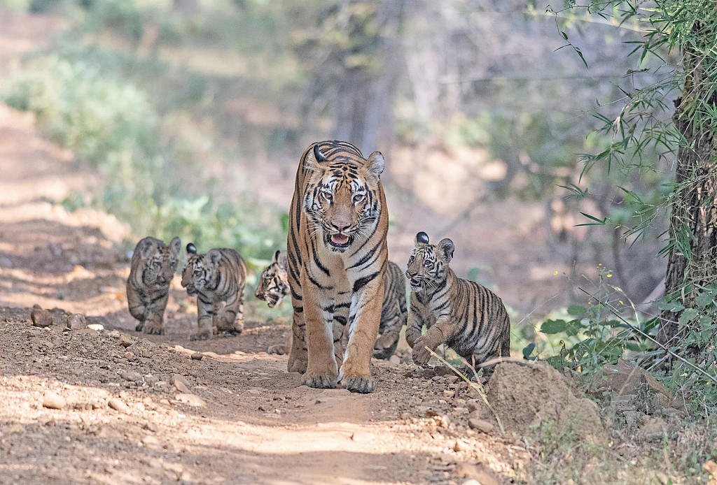 Sariska fathers cubs with white Tigress Tibo