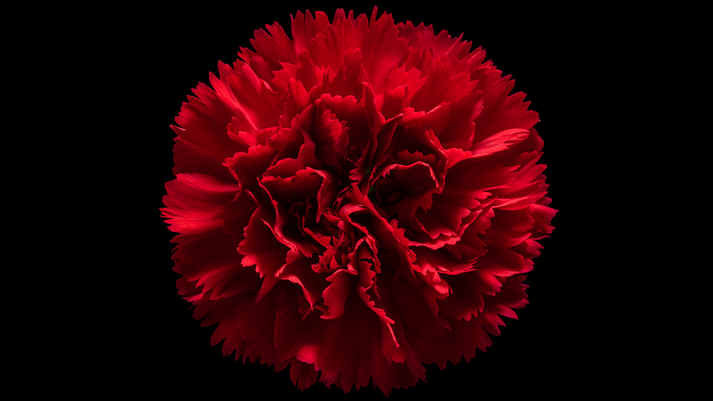 National Flower Of Spain Red Carnation | Best Flower Site
