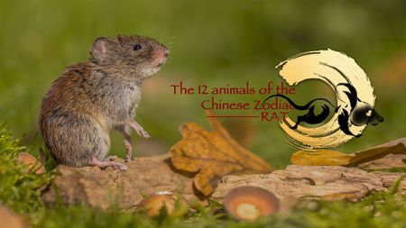 The 12 animals of the Chinese Zodiac Rat CGTN