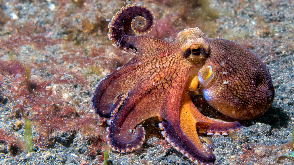 goffa octopus