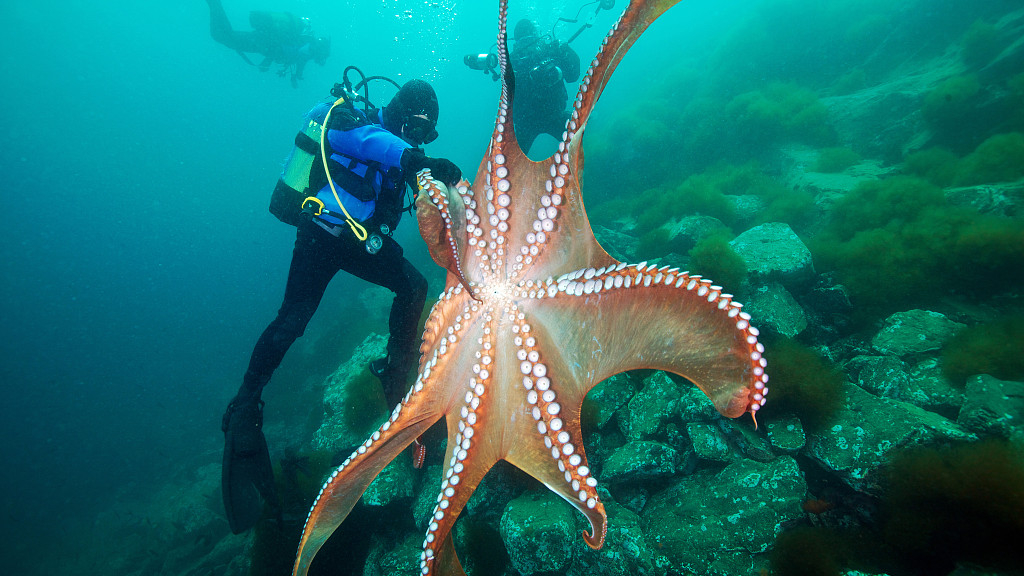 The giant pacific octopus can be larger than a human. /