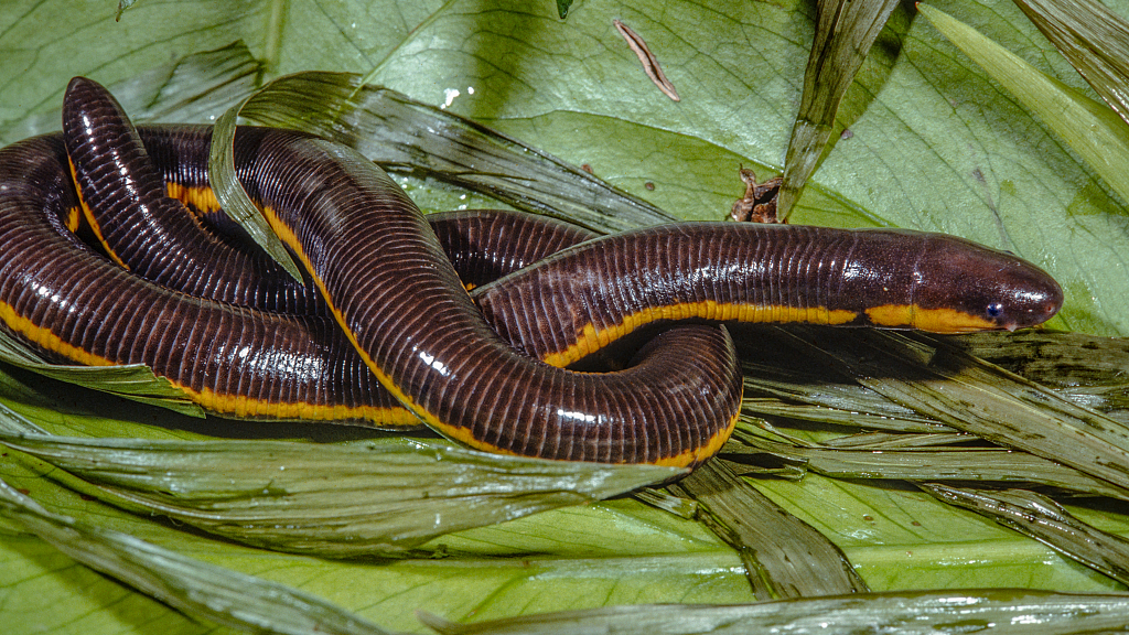 Exotic species in the Amazon rainforest – amphibians - CGTN