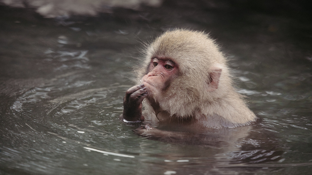 So cozy! Japanese macaques take a hot spring bath in cold winter - CGTN