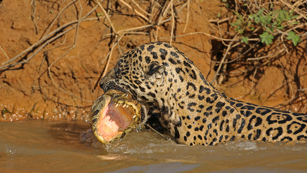 puma jaguar difference