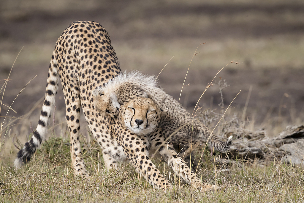 Mischievous cheetah cubs are a handful! - CGTN