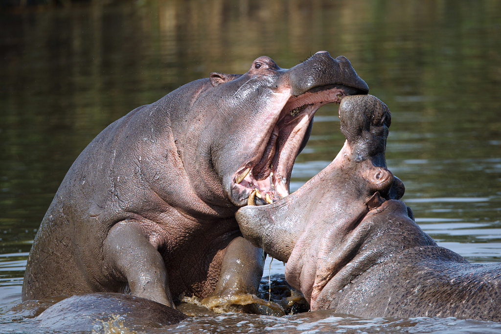 Ten things you might not know about hippos - CGTN