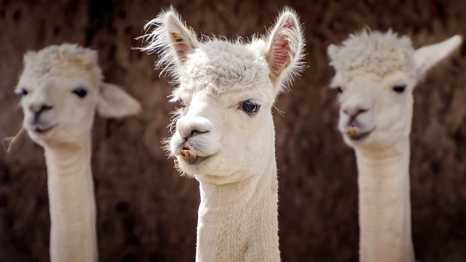 Spot the difference: alpaca vs. llama - CGTN
